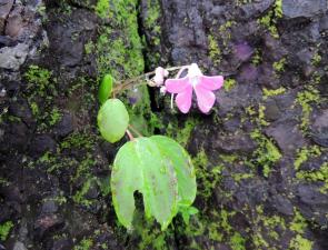 Flora On Rajgad